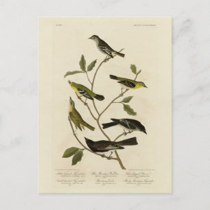 Flycatchers Warbler en Audubon's Birds of America Briefkaart