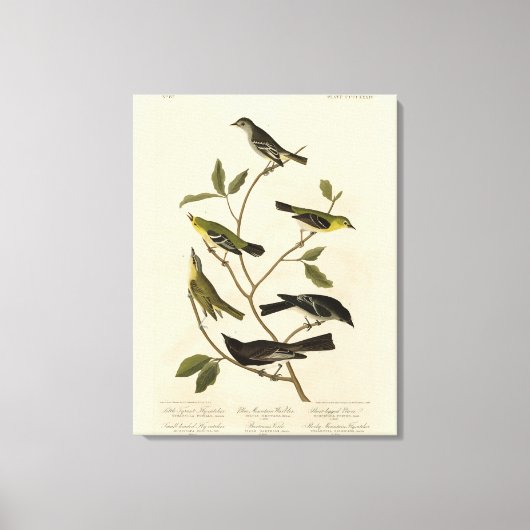 Flycatchers Warbler en Audubon's Birds of America Canvas Afdruk (Voorkant)