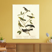 Flycatchers Warbler en Audubon's Birds of America Canvas Afdruk (Insitu (Woonkamer))