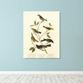 Flycatchers Warbler en Audubon's Birds of America Canvas Afdruk (Insitu (Houten vloer))