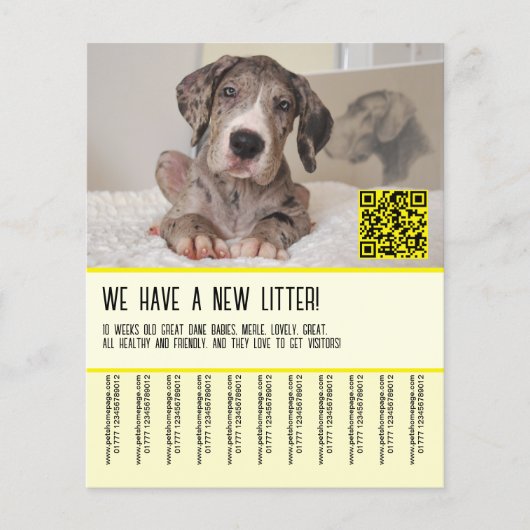 Flyer voor de verkoop van Great Dane-puppy's (Voorkant)