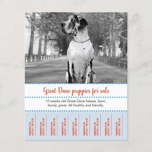 Flyer voor het verkopen van puppy's (Voorkant)
