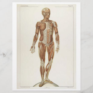 Flyer Voorste Spieren