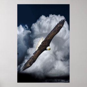 Flying Bald Eagle and Clouds Wildlife Foto Print2 Poster
