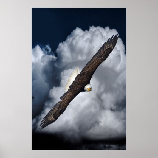 Flying Bald Eagle and Clouds Wildlife Foto Print2 Poster (Voorkant)