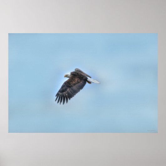 Flying Bald Eagle and Clouds Wildlife Photo Poster (Voorkant)