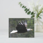 Flying Bald Eagle Briefkaart (Staand voorkant)