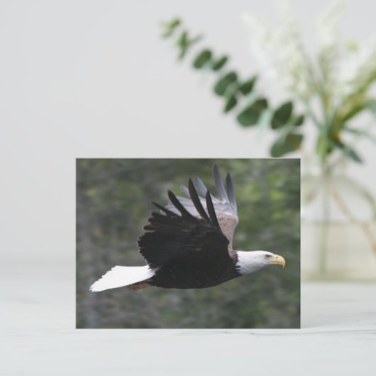 Flying Bald Eagle Briefkaart (Staand voorkant)