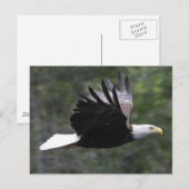 Flying Bald Eagle Briefkaart (Voorkant / Achterkant)
