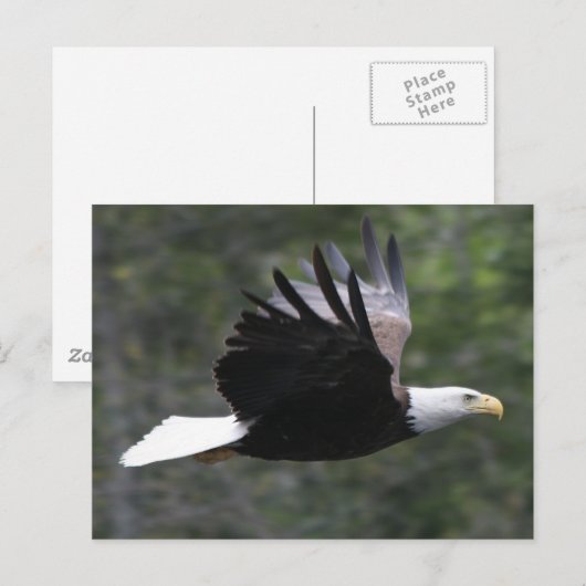 Flying Bald Eagle Briefkaart (Voorkant / Achterkant)