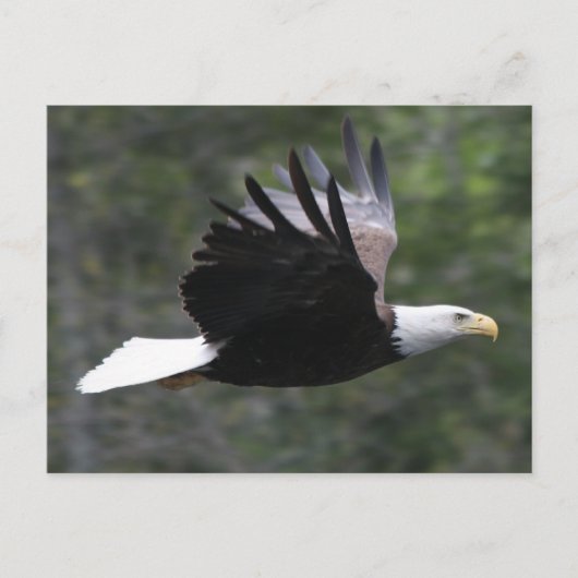 Flying Bald Eagle Briefkaart (Voorkant)