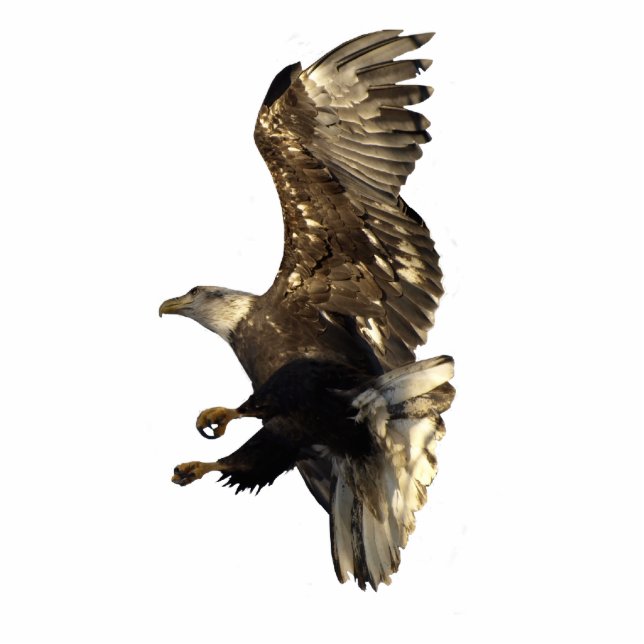 FLYING BALD EAGLE gebeeldhouwde magneet Fotobeeldje Magneet (Voorkant)