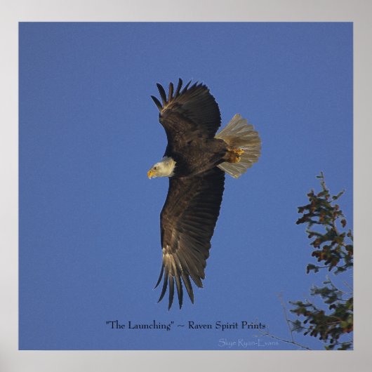 Flying Bald Eagle Wildlife Art Poster (Voorkant)