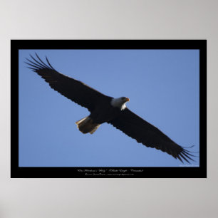 Flying Bald Eagle Wildlife Foto print