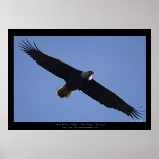Flying Bald Eagle Wildlife Foto print (Voorkant)