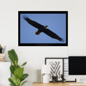 Flying Bald Eagle Wildlife Foto print (Thuiskantoor)