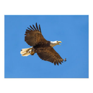 Flying Bald Eagle with Fish Foto Afdruk