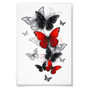 Flying Black en Red Morpho Vlinders Foto Afdruk