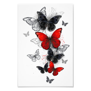 Flying Black en Red Morpho Vlinders Foto Afdruk