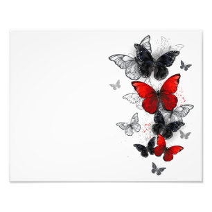Flying Black en Red Morpho Vlinders Foto Afdruk