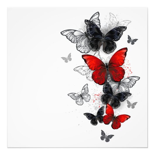 Flying Black en Red Morpho Vlinders Foto Afdruk (Voorkant)