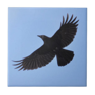 Flying Black Raven Corvid Crow-lover Photo Design Tegeltje
