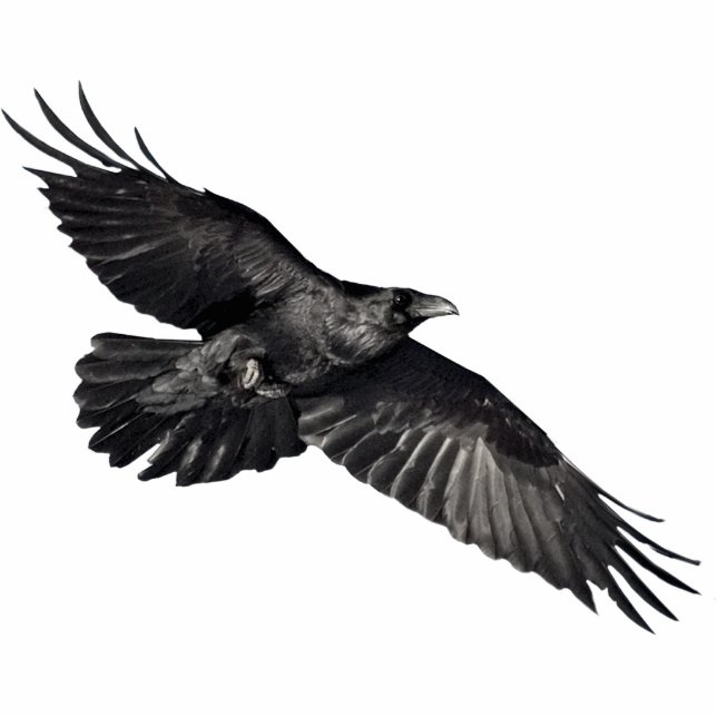 FLYING BLACK RAVEN (gebeeldhouwd) Magneet Fotobeeldje Magneet (Voorkant)