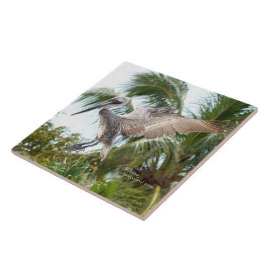 Flying Brown Pelican Landing Tile Tegeltje (Zijkant)