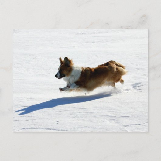 Flying Cardigan Welsh Corgi Briefkaart (Voorkant)