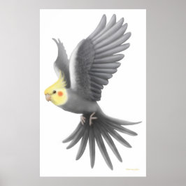 Flying Cockatiel Parrot Poster