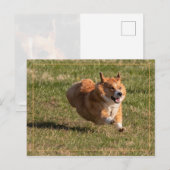 Flying Corgi Briefkaart (Voorkant / Achterkant)