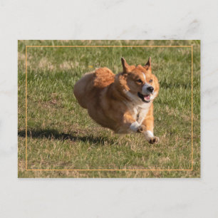 Flying Corgi Briefkaart