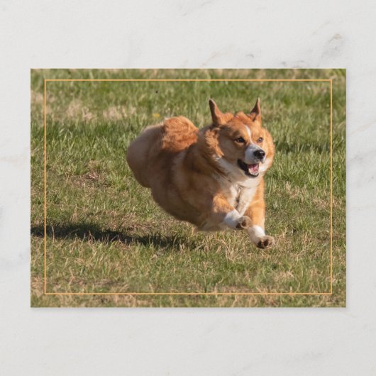 Flying Corgi Briefkaart (Voorkant)