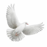 Flying Dove Ornament Fotobeeldje Ornament<br><div class="desc">Oorspronkelijk kunstontwerp van een witte duif op een acrylkleurnament van hoge kwaliteit voor feestdagen zoals Kerstmis,  bruiloften en andere gelegenheden. Geweldig cadeauidee.</div>