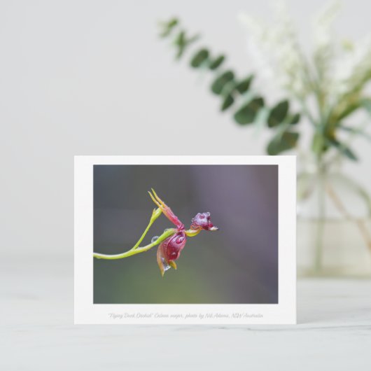 Flying Duck Orchid Flower Macro Photography Briefkaart (Staand voorkant)
