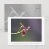 Flying Duck Orchid Flower Macro Photography Briefkaart (Voorkant / Achterkant)