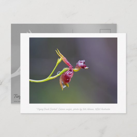 Flying Duck Orchid Flower Macro Photography Briefkaart (Voorkant / Achterkant)
