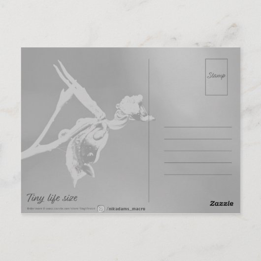 Flying Duck Orchid Flower Macro Photography Briefkaart (Achterkant)