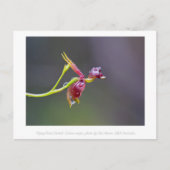 Flying Duck Orchid Flower Macro Photography Briefkaart (Voorkant)