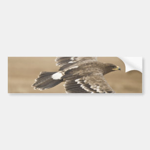 Flying Eagle Bird Bumpersticker