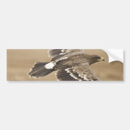 Flying Eagle Bird Bumpersticker (Voorkant)