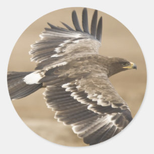 Flying Eagle Bird Sticker