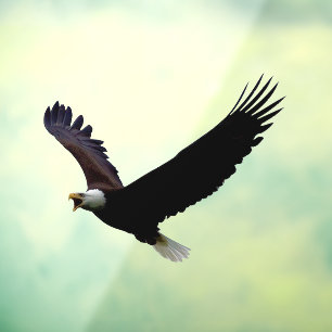 Flying Eagle Raamsticker