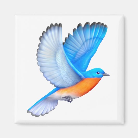 Flying Eastern Bluebird Magnet (Voorkant)
