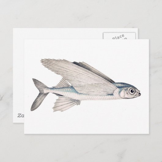 Flying Fish Exocoetidae Briefkaart (Voorkant / Achterkant)
