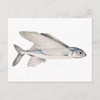 Flying Fish Exocoetidae Briefkaart