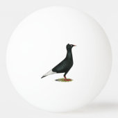 Flying Flight Black Pet Pigeon Pingpongbal (Voorkant)