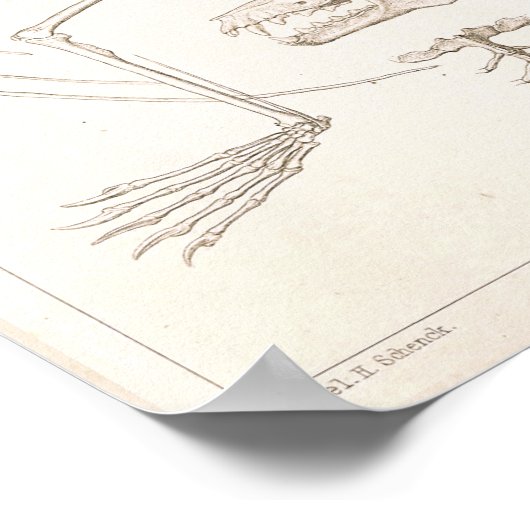 Flying Fox Bat Skeleton Veterinary Anatomeprint Poster (Hoek)