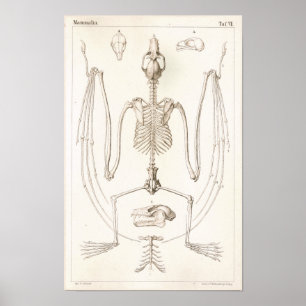 Flying Fox Bat Skeleton Veterinary Anatomeprint Poster