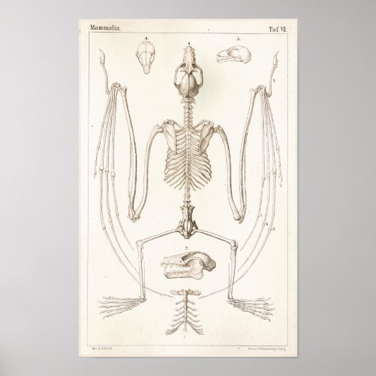 Flying Fox Bat Skeleton Veterinary Anatomeprint Poster (Voorkant)